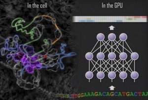 Depiction of an RNA molecule being transcribed from DNA, juxtaposed with an artificial neural network interpreting the genomic sequence. The computations performed by the neural network run inside NVIDIA GPUs. 