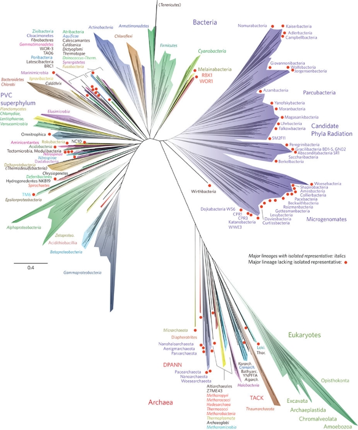 New tree of life. Researchers credit the CIPRES science gateway for easy access to XSEDE supercomputers as they added over 1000 bacteria and prokaryotes to the tree of life. Courtesy Laura Hug, Jill Banfield, and Nature Microbiology.
