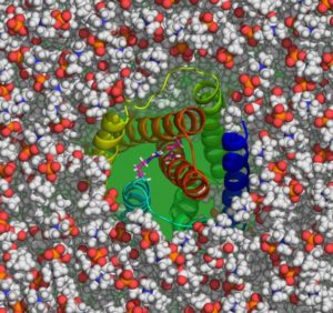 Scientists used X-rays at Brookhaven Lab's National Synchrotron National Light Source to determine the structure of the proton-regulated calcium channel (ribbons) that is shown above embedded in a lipid bilayer (spheres). This system will be the focus of one of the science challenges of the NWChemEx exascale computing project. 